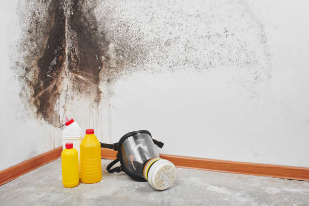 Mold Testing and Removal in Mountain View Acres, CA