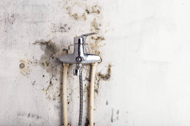 Best Mold Damage Repair  in Mountain View Acres, CA