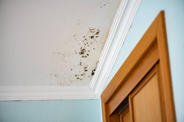 Best Black Mold Removal  in Mountain View Acres, CA