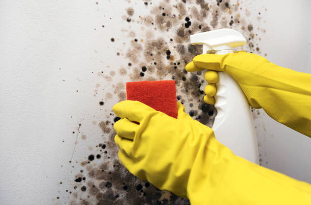 Best Mold Remediation  in Mountain View Acres, CA