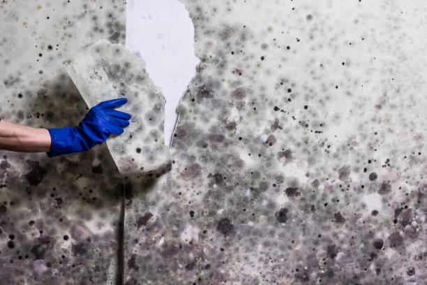 Mountain View Acres, CA Mold Removal Company