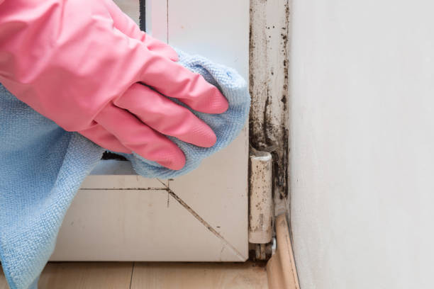 Professional Mold Removal in Mountain View Acres, CA