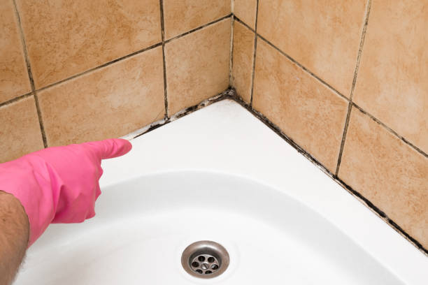 Best Home Mold Removal  in Mountain View Acres, CA